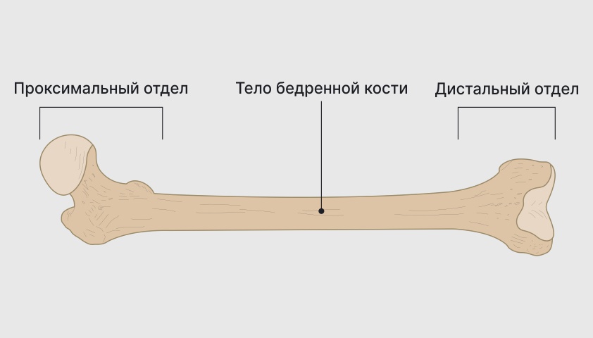 Бедренная кость