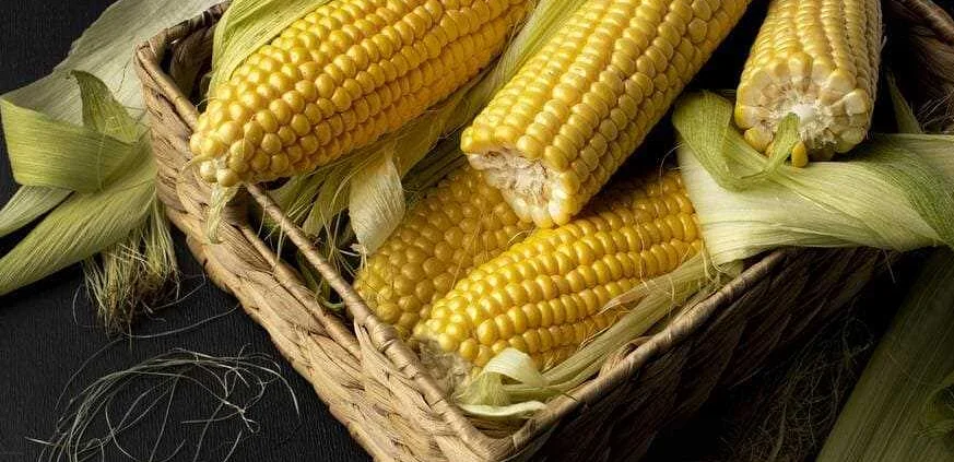 Кукуруза: история возникновения