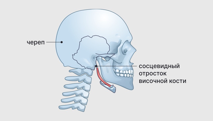 Череп