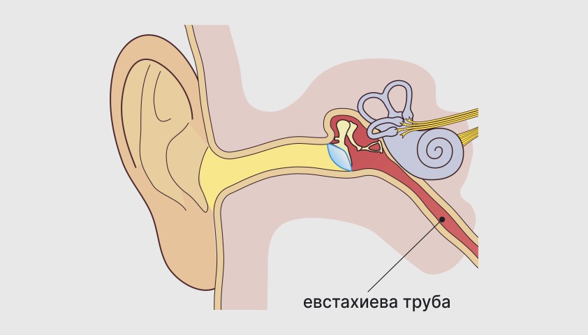 Изображение евстахиевой трубы