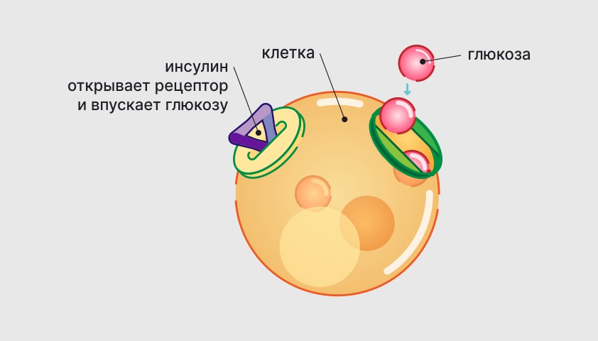 Инсулин