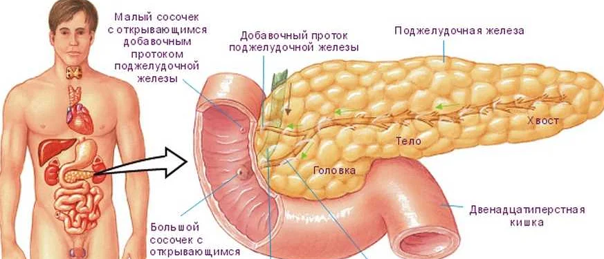 Профилактика рака поджелудочной железы