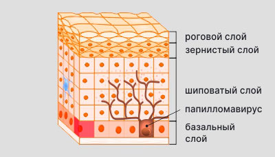 Эпидермис