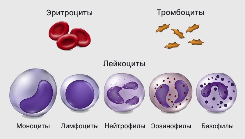 Клетки крови