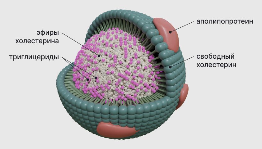 Структура липопротеина