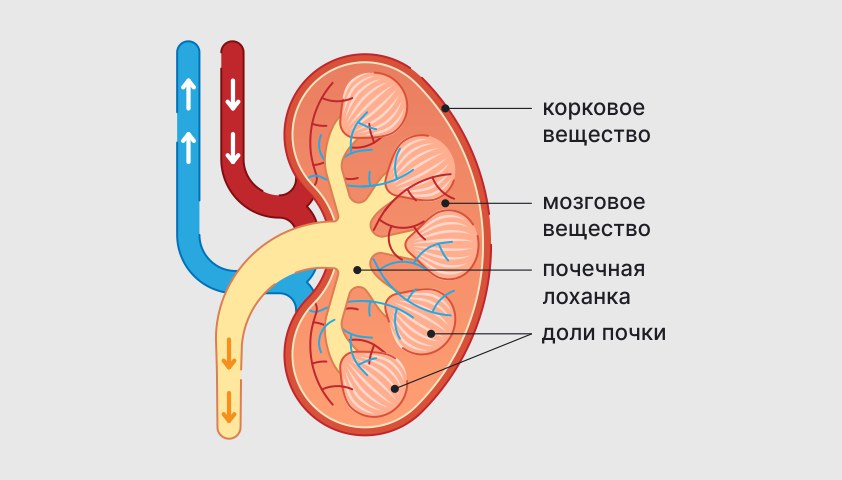 Поликистоз печени - что это, причины и симптомы