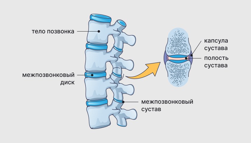 Позвоночник