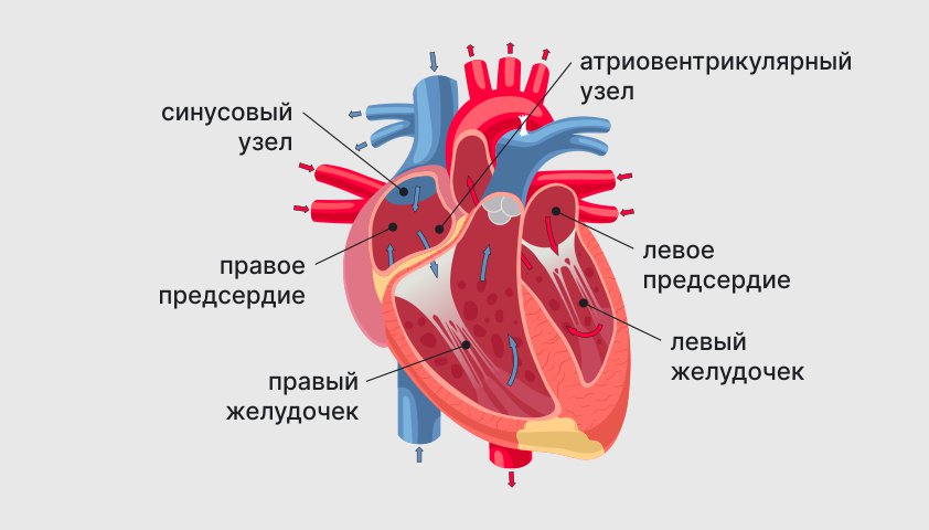 Мерцательная аритмия (фибрилляция предсердий) — что это, клинические рекомендации, формы