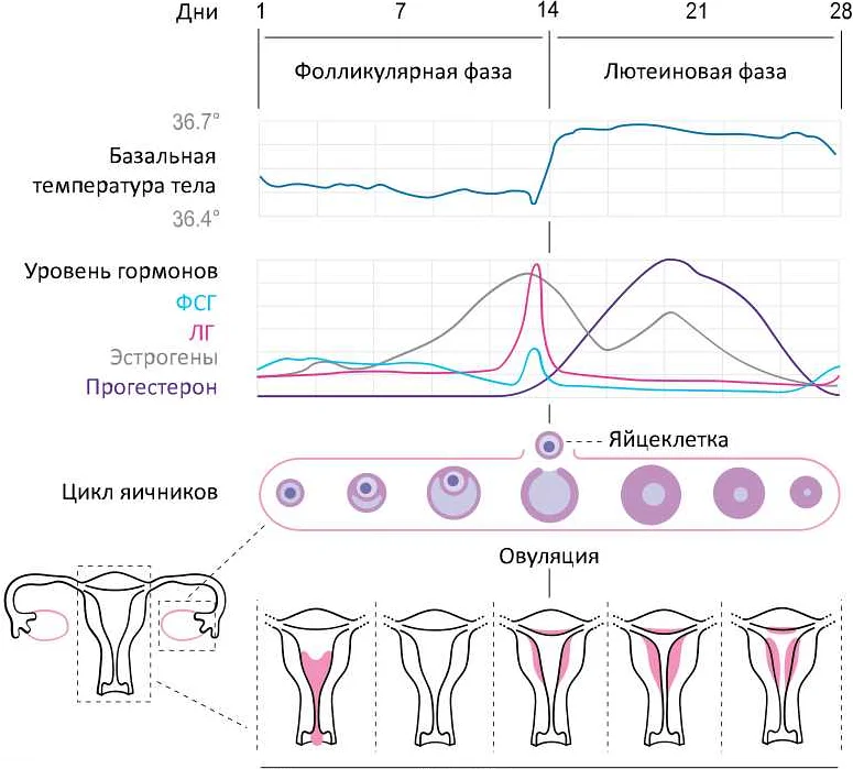 Как узнать длительность менструального цикла?
