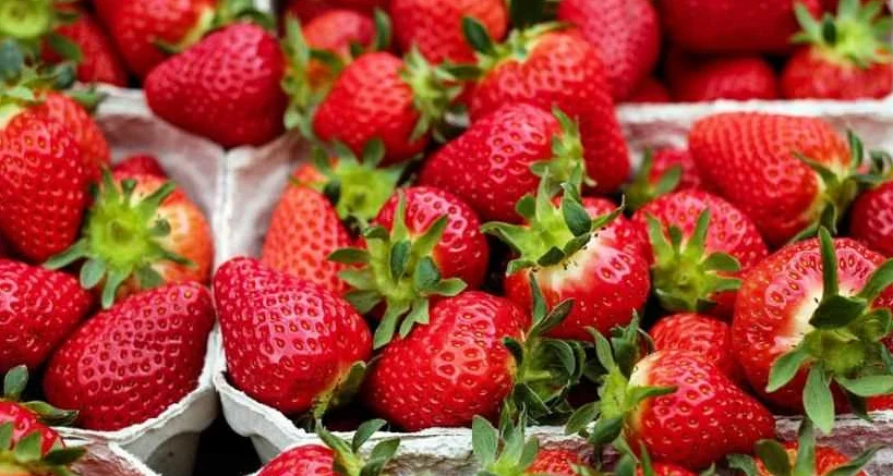 Выводы: рекомендации по потреблению фруктов и ягод