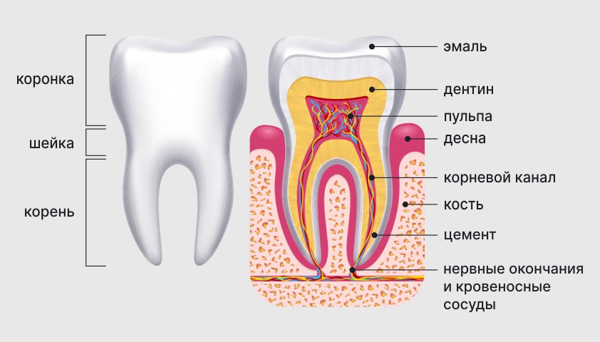 Структура зуба