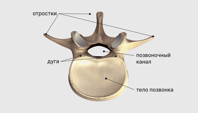 Изображение структуры позвоночника