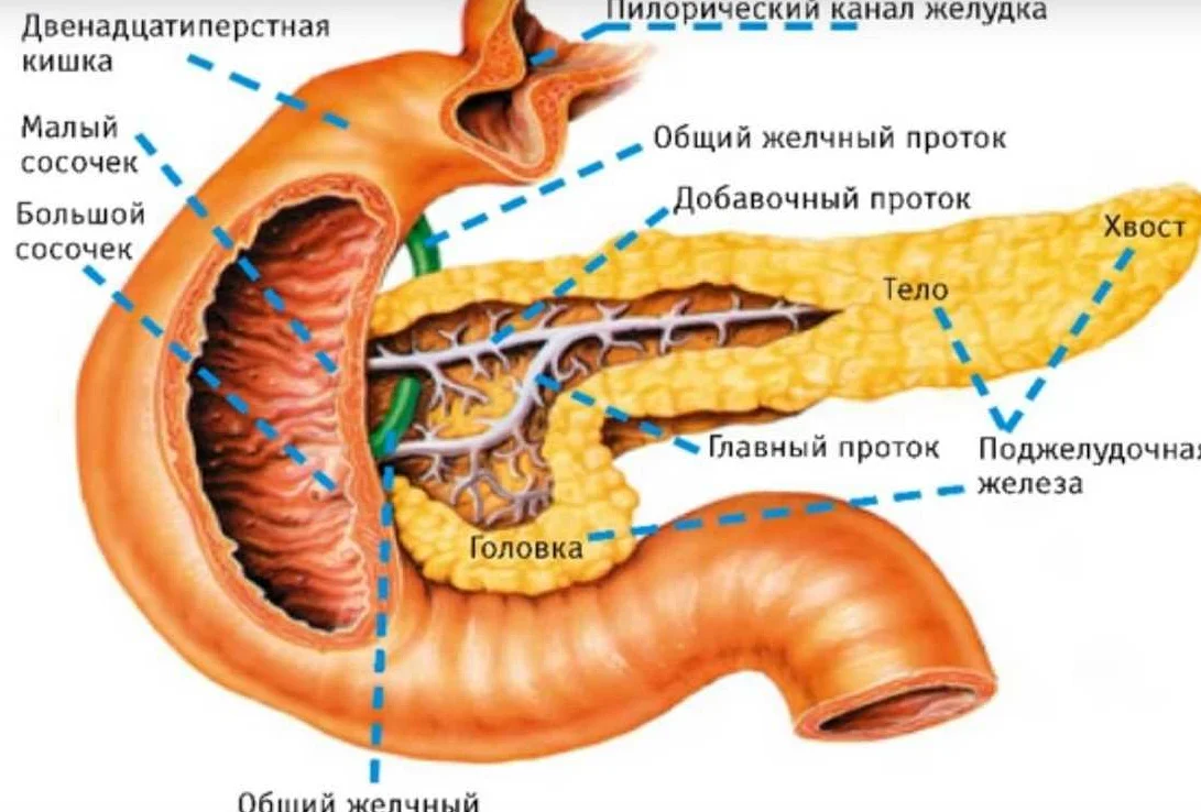 Структура и этапы пищеварения: как работает желудочно-кишечный тракт?