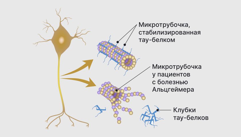 Тау-белки