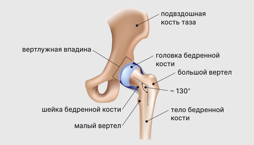 Тазобедренный сустав